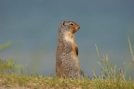 Фото: умовне. Ховрах крапчастий