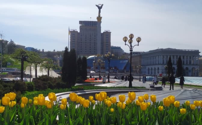 На Майдані Незалежності почали розквітати тюльпани