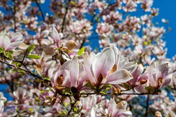 Синоптики розповіли, якою буде погода у Львові на тижні