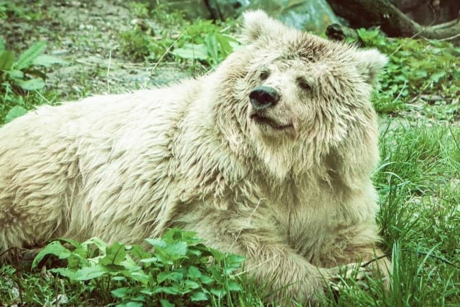 Тянь-шанській ведмедиці на ім'я Чудо, яка живе у Київському зоопарку, виповнилося 24 роки