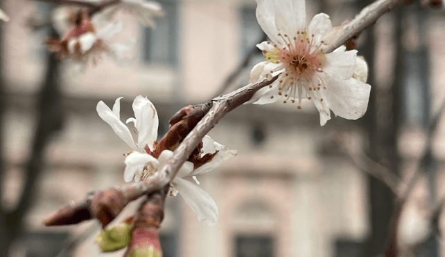 У Києві посеред зими зацвіла сакура