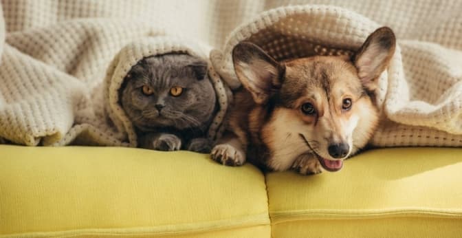 У Львові відбудеться виставка про історії тварин, які постраждали від війни