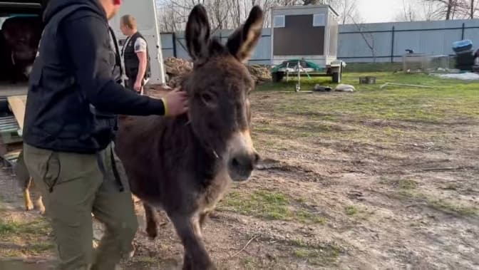 До львівської домівки тварин із закинутого підприємства перевезли двох віслюків