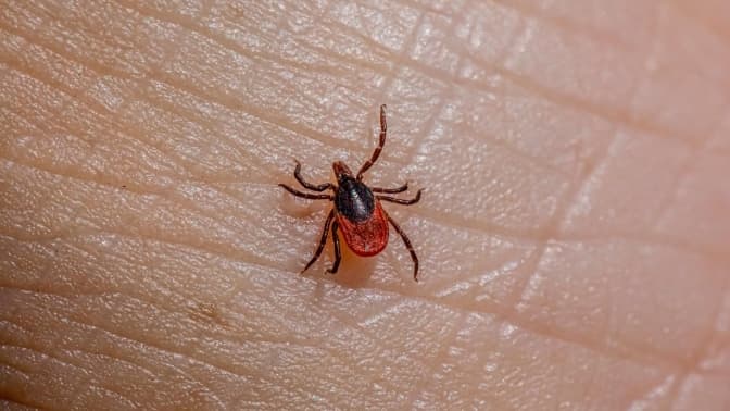 На Львівщині зростає кількість випадків хвороби Лайма: що варто знати