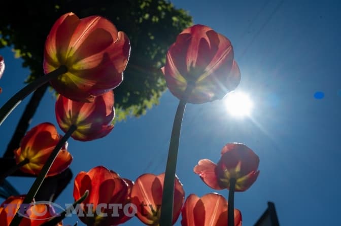 До 25 градусів тепла. Якою буде погода на вихідних у Львові