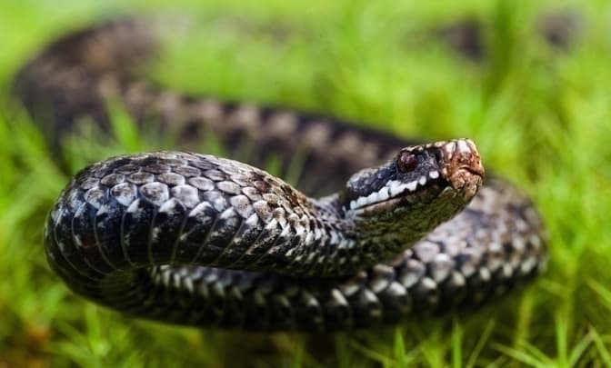 У львівську лікарню поступила 9-річна дитина: її укусила змія