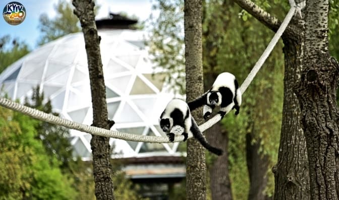 ФОТО: КИЇВСЬКИЙ ЗООПАРК / FACEBOOK