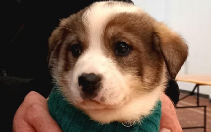 Кияни забрали додому майже пів сотні тварин з притулку на ВДНГ