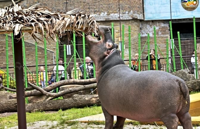 ФОТО: КИЇВСЬКИЙ ЗООПАРК / FACEBOOK

