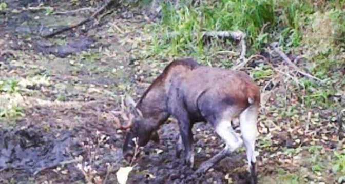 Фото: Національний природний парк Голосіївський