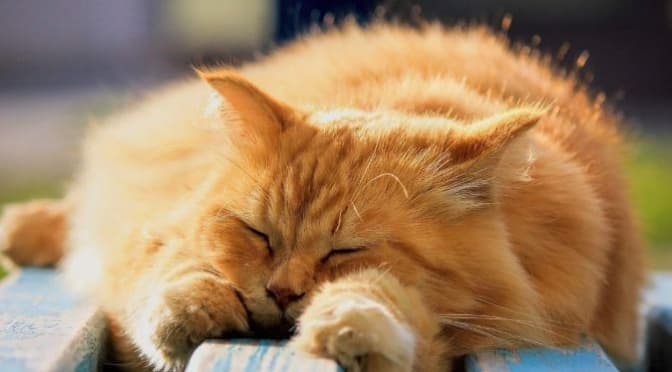 фото умовне