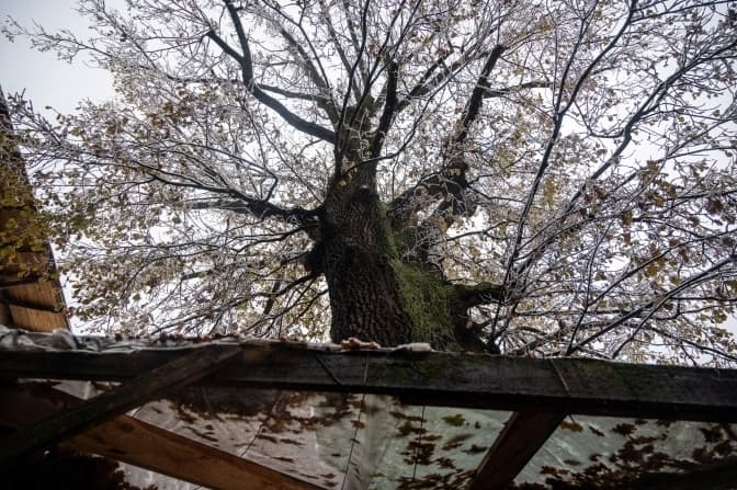 Ботанічні пам'ятки природи у Львові. Перелік локацій