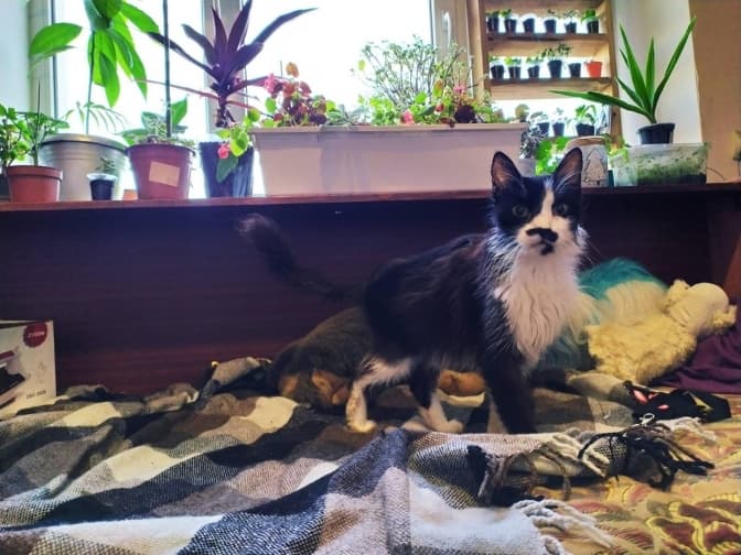 Львів’ян просять прихистити майже пів сотні котів, власниця яких померла. Як допомогти