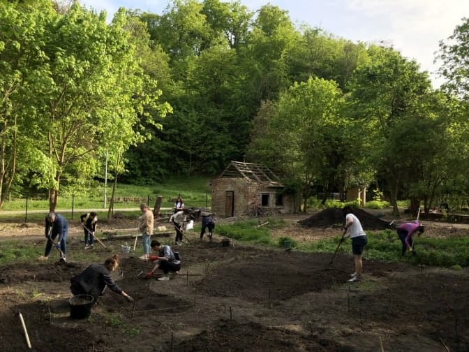 В одному із львівських парків засіяли різнотрав'я. В чому його користь