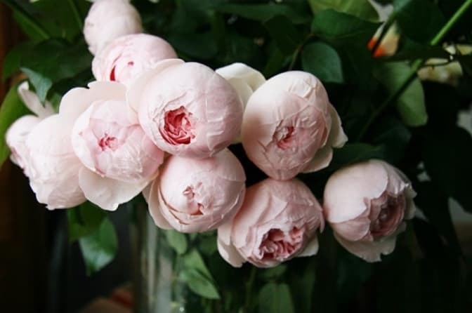 У Стрийському парку висадили плантації троянд