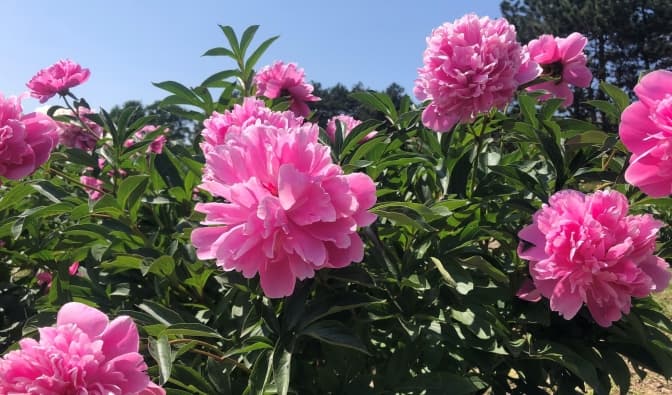 Фото: Національний ботанічний сад імені М.М. Гришка НАН України / Facebook