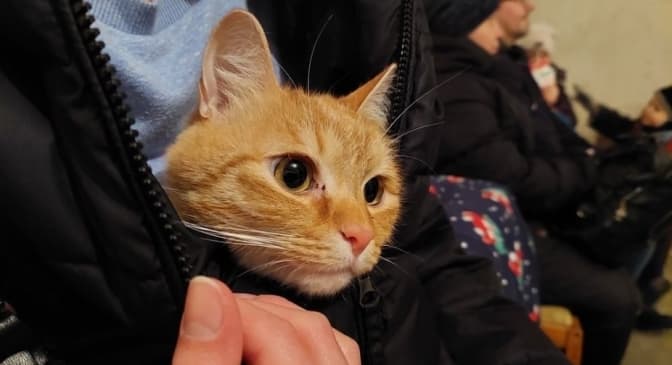 В Україні дозволили брати домашніх тварин в укриття