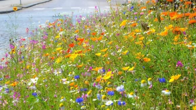 У Голосіївському районі висадять понад 1000 м² барвистих лук