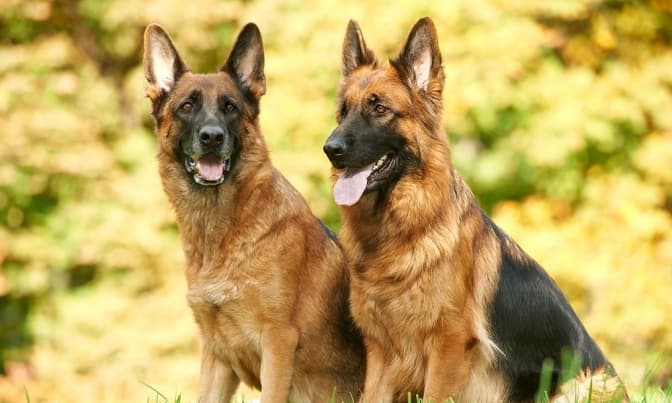 Фото: з відкритих джерел