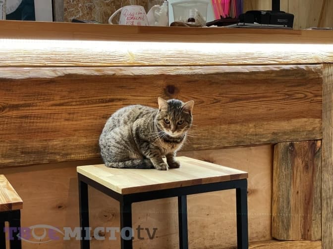 Інцидент із Cat Cafe у Львові. В яких умовах тут живуть коти