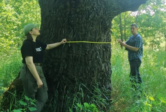 Екологічна комісія Київради підтримала заповідання 400-річного дуба