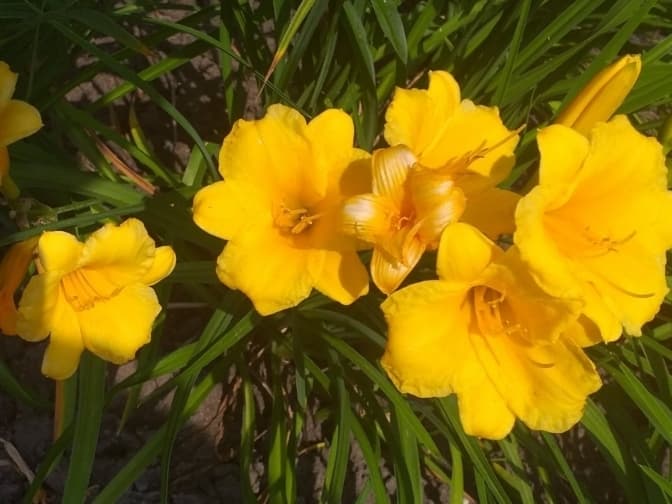 У Києві квітнуть лілії та лілійники