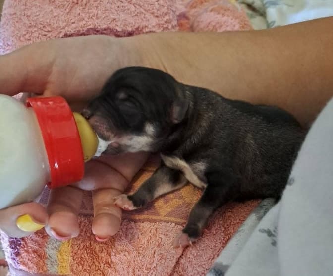 Працівників готелю біля Львова звинувачують у жорстокому поводженні із тваринами