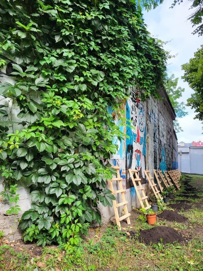 Біля столичного кінотеатру «Жовтень» влаштували вертикальне озеленення