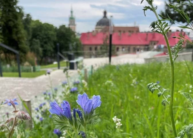 У Львові на шести локаціях висіяли польові квіти