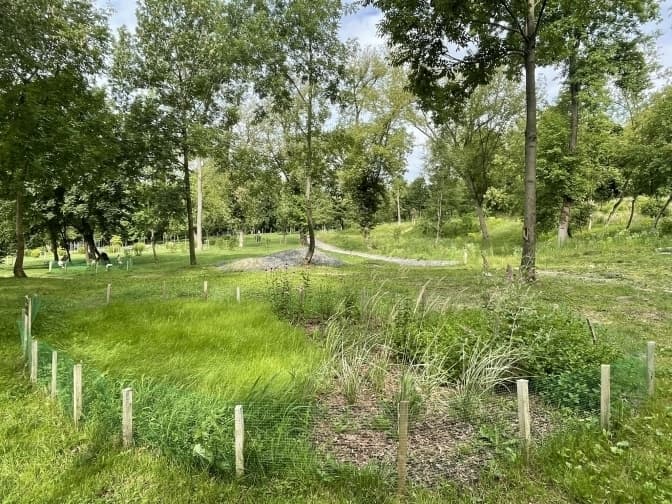 Де у Львові подивитися на експериментальні галявини з різнотрав’ям