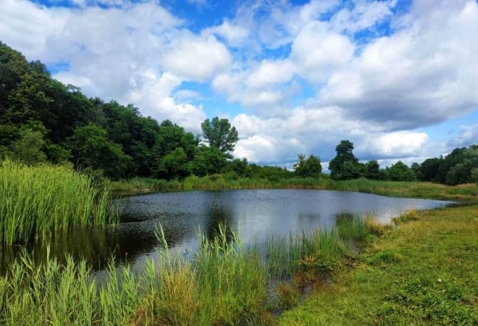 Власними силами й підручними засобами. У львівському парку «Знесіння» чистять озеро