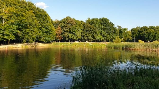 У Львові хочуть відновити два озера в Горіховому гаю