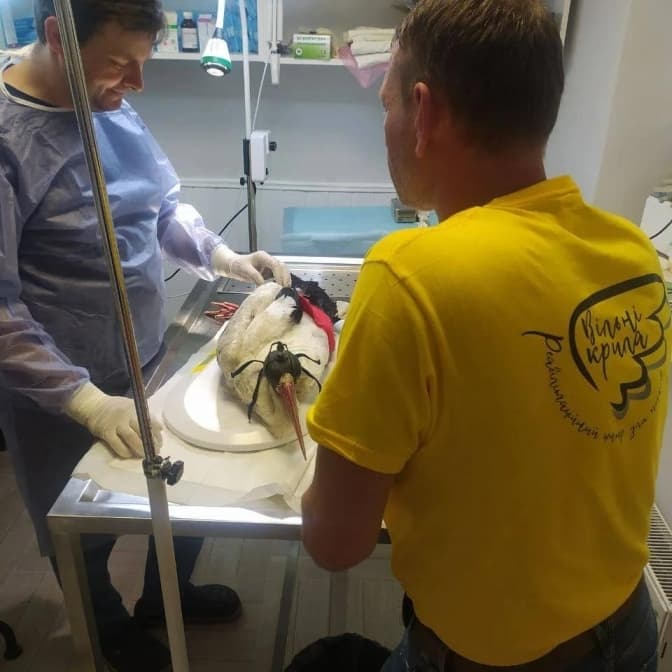 На Львівщині невідомі стріляли в лелече гніздо та поранили одну з пташок