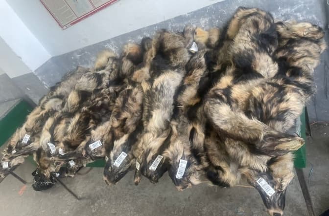 На Львівщині викрили іноземця, який під виглядом гуманітарки намагався ввезти хутро єнота