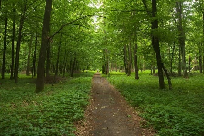 У Львівському районі оформлять понад 10 гектарів землі під сквери й парки