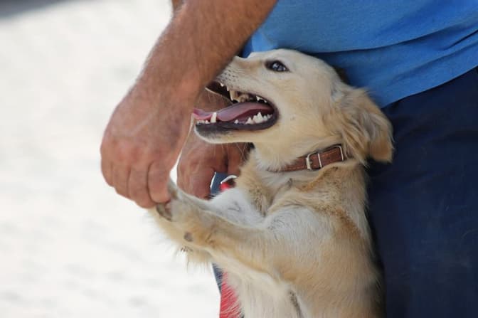 У ЛКП «Лев» почали видавати сертифікати для поїздки тварин за кордон. Скільки коштує та як отримати