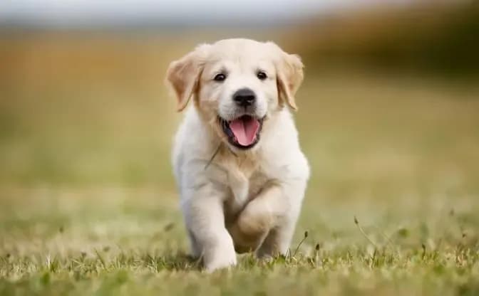 Цуценя / фото: Pets4Homes