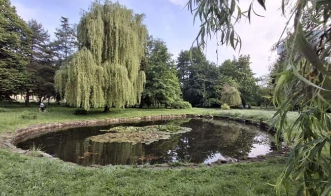 У Львові в одному із парків розквітли болотяні іриси і розпускається латаття: фото
