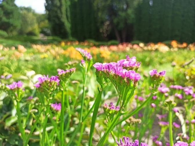 У Ботанічному саду ЛНУ Франка зацвіли жоржини та айстри. Фото