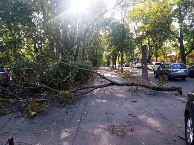Потужний вітер в Києві зламав два десятки дерев і пошкодив ще сотню