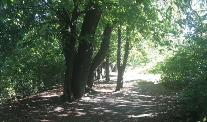 У селі біля Львова створять перший сквер. Це захистить територію від можливих забудов