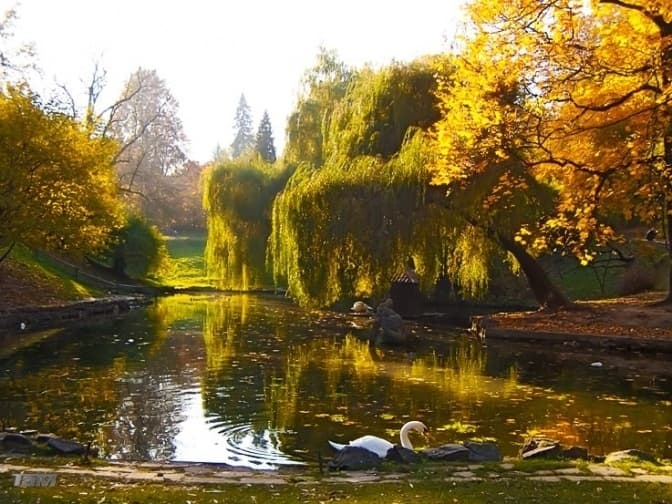 300 тисяч гривень за дуб. Як у Львові вирубують, бережуть та садять дерева