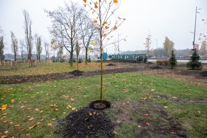 З початку року в Києві висадили 5,5 тисяч дерев і десятки тисяч кущів