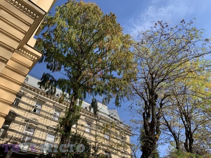 Де у Львові можна побачити ботанічні пам’ятки природи. Перелік локації