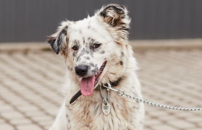 Фото: ЛКП"Лев"