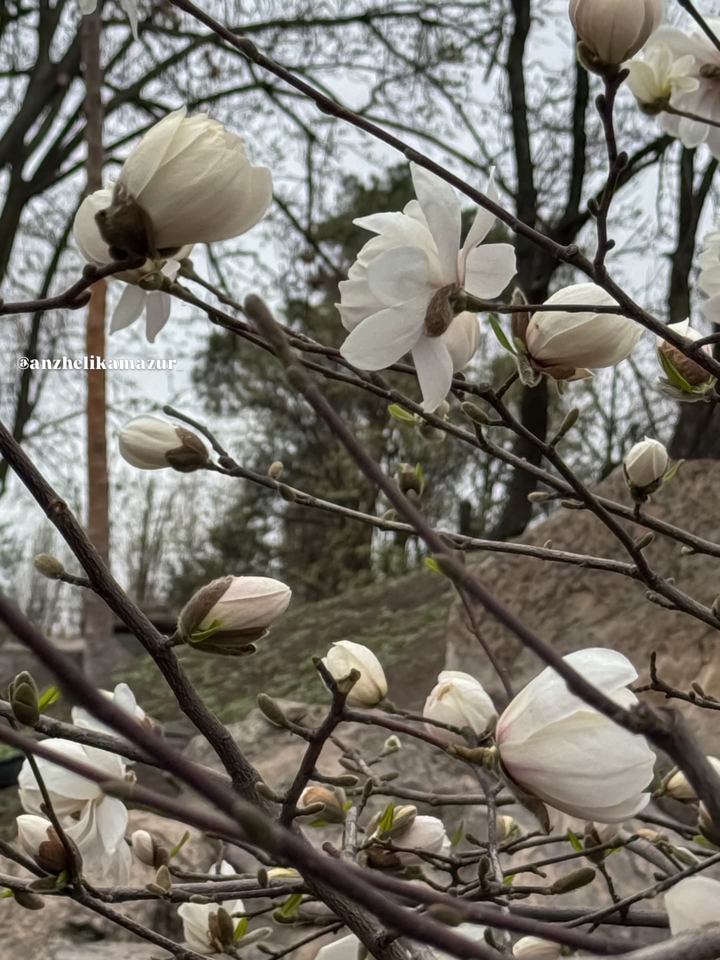 Фото: anzhelikamazur/ Threads