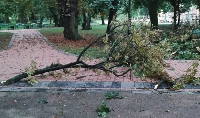 Наслідки негоди. У Львові сильний вітер повалив дерева