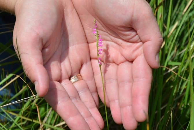 На Львівщині виявили червонокнижні квіти, які вважали зниклими