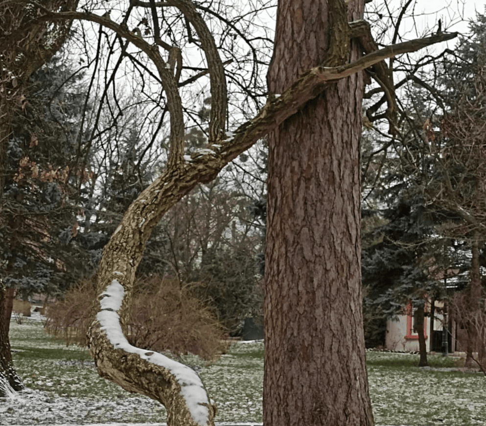 В парку Франка у Львові росте унікальна пара понад сторічних дерев, які переплелися