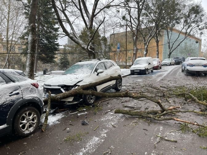 У центрі Львова через негоду впали дерева: пошкоджено два автомобілі